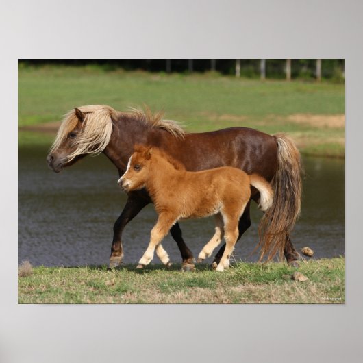 Miniatuur Mare en Foal Walking By Lake Poster (Voorkant)
