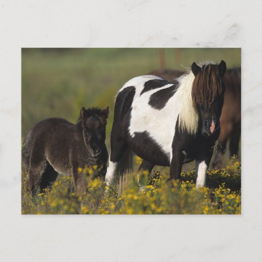 Miniatuur Mare & Foal in de bloemen Briefkaart (Voorkant)
