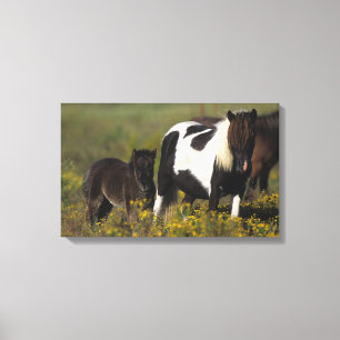 Miniatuur Mare & Foal in de bloemen Canvas Afdruk