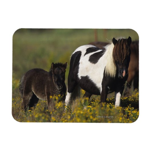 Miniatuur Mare & Foal in de bloemen Magneet (Horizontaal)