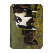 Miniatuur Mare & Foal in de bloemen Magneet (Verticaal)