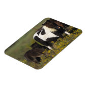 Miniatuur Mare & Foal in de bloemen Magneet (Linkerzijde)