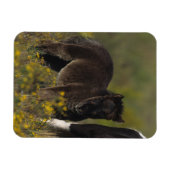 Miniatuur Mare & Foal in de bloemen Magneet (Horizontaal)