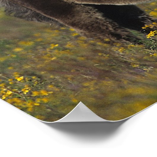 Miniatuur Mare & Foal in de bloemen Poster (Hoek)