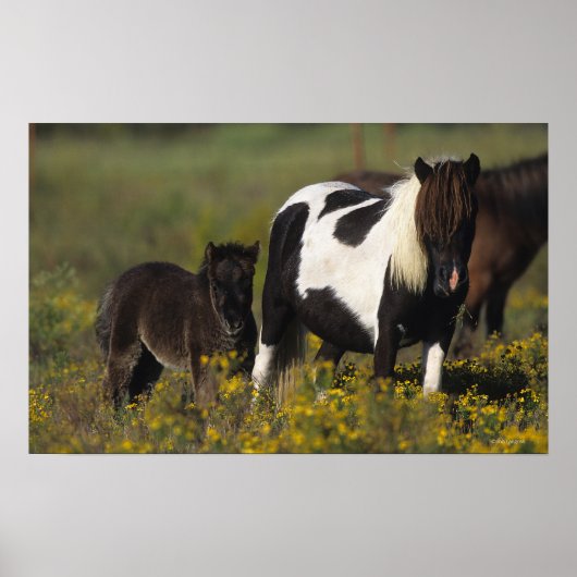 Miniatuur Mare & Foal in de bloemen Poster (Voorkant)