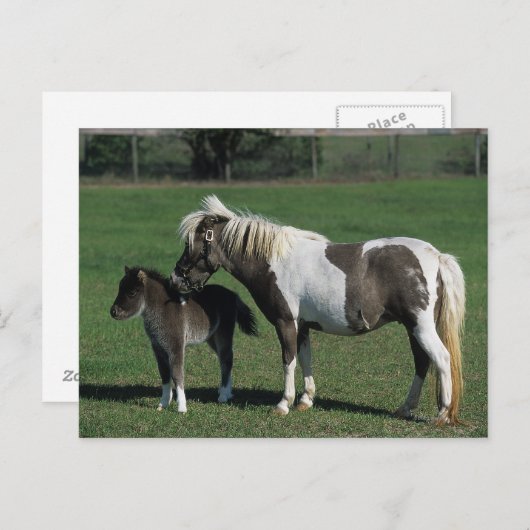 Miniatuur Mare & Foal Standing Briefkaart (Voorkant / Achterkant)