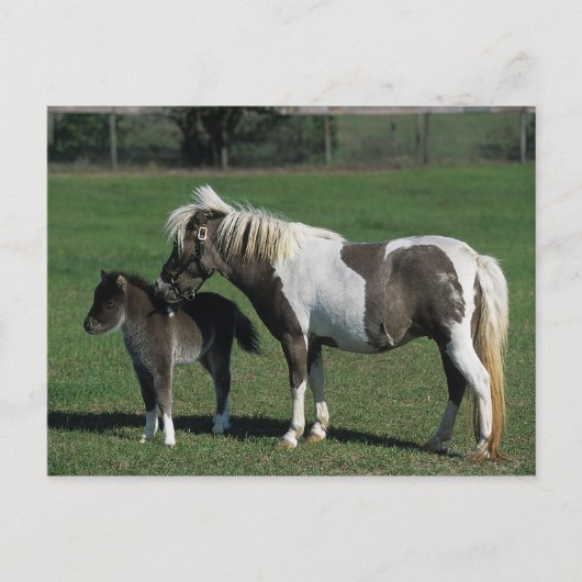 Miniatuur Mare & Foal Standing Briefkaart (Voorkant)