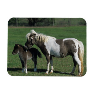 Miniatuur Mare & Foal Standing Magneet
