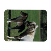 Miniatuur Mare & Foal Standing Magneet (Horizontaal)