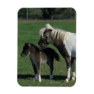 Miniatuur Mare & Foal Standing Magneet
