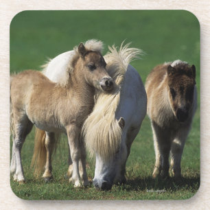 Miniatuur Mare & Foals 1 Bier Onderzetter
