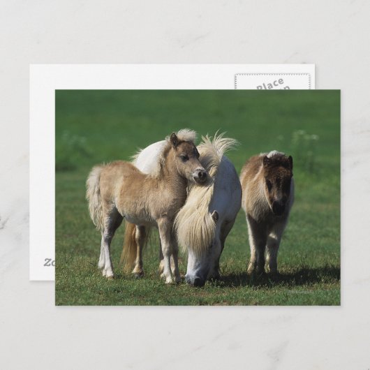 Miniatuur Mare & Foals 1 Briefkaart (Voorkant / Achterkant)