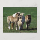 Miniatuur Mare & Foals 1 Briefkaart (Voorkant)