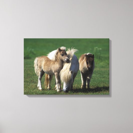 Miniatuur Mare & Foals 1 Canvas Afdruk (Voorkant)