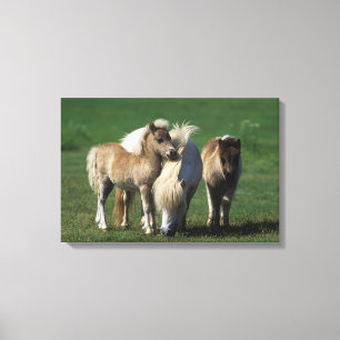 Miniatuur Mare & Foals 1 Canvas Afdruk