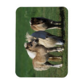 Miniatuur Mare & Foals 1 Magneet (Verticaal)