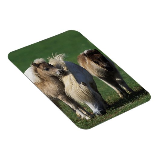 Miniatuur Mare & Foals 1 Magneet (Rechterzijde)