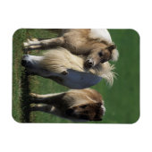 Miniatuur Mare & Foals 1 Magneet (Horizontaal)