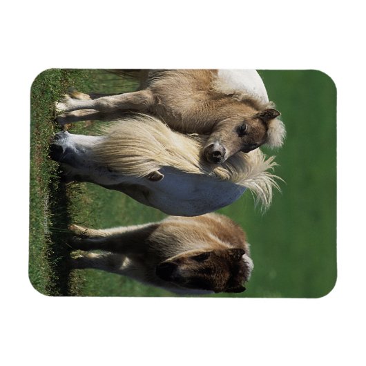 Miniatuur Mare & Foals 1 Magneet (Horizontaal)