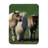 Miniatuur Mare & Foals 1 Magneet (Verticaal)