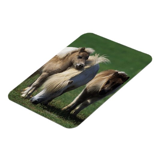 Miniatuur Mare & Foals 1 Magneet (Linkerzijde)