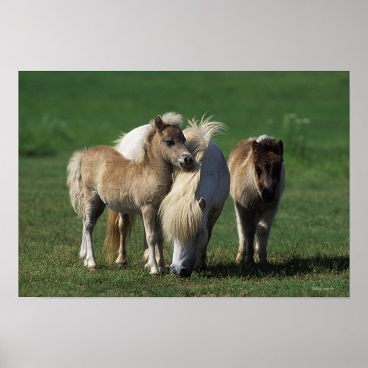 Miniatuur Mare & Foals 1 Poster (Voorkant)