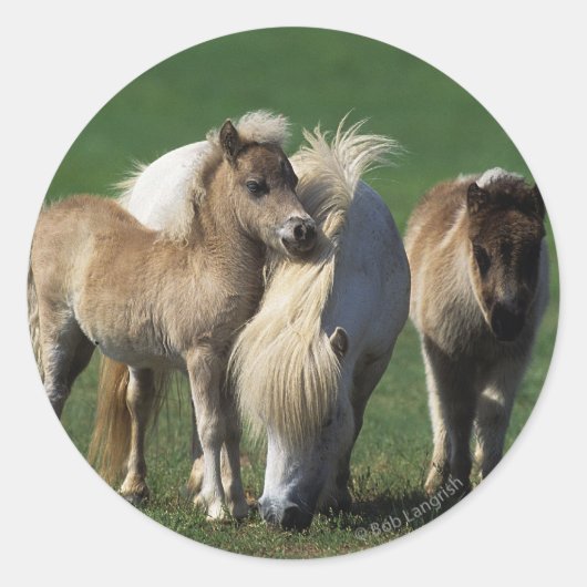 Miniatuur Mare & Foals 1 Ronde Sticker (Voorkant)