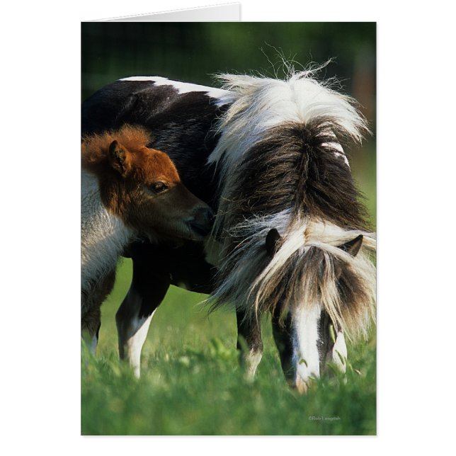 Miniatuur Mare & Foals 2 (Voorkant)