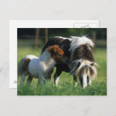 Miniatuur Mare & Foals 2 Briefkaart (Voorkant / Achterkant)