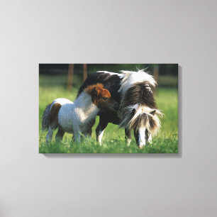 Miniatuur Mare & Foals 2 Canvas Afdruk