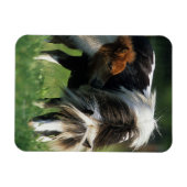Miniatuur Mare & Foals 2 Magneet (Horizontaal)