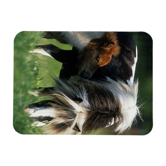 Miniatuur Mare & Foals 2 Magneet (Horizontaal)