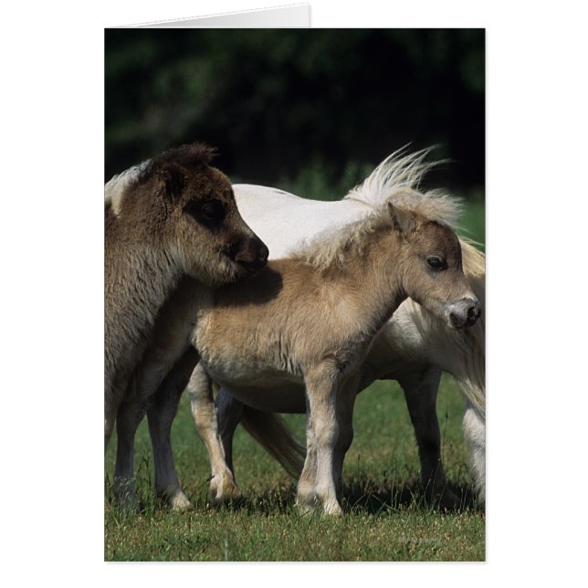 Miniatuur Mare & Foals 3 (Voorkant)