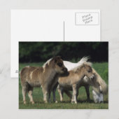 Miniatuur Mare & Foals 3 Briefkaart (Voorkant / Achterkant)