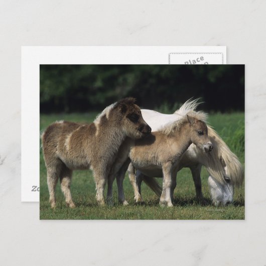 Miniatuur Mare & Foals 3 Briefkaart (Voorkant / Achterkant)