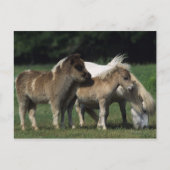 Miniatuur Mare & Foals 3 Briefkaart (Voorkant)