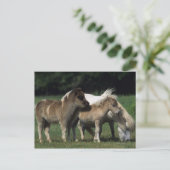 Miniatuur Mare & Foals 3 Briefkaart (Staand voorkant)