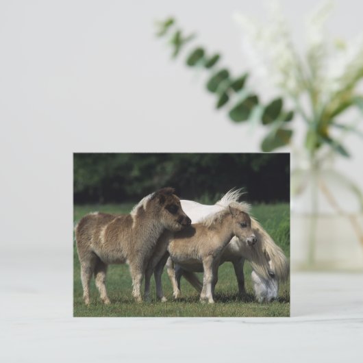 Miniatuur Mare & Foals 3 Briefkaart (Staand voorkant)