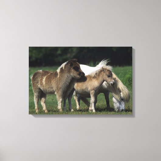 Miniatuur Mare & Foals 3 Canvas Afdruk (Voorkant)