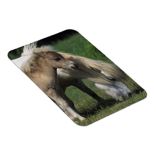 Miniatuur Mare & Foals 3 Magneet (Rechterzijde)