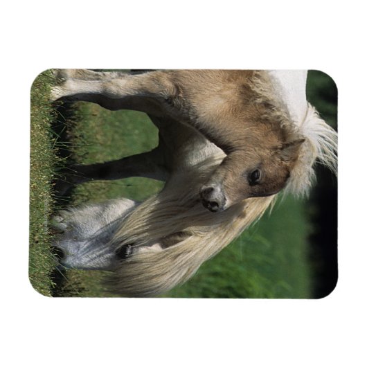 Miniatuur Mare & Foals 3 Magneet (Horizontaal)