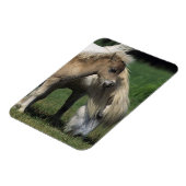 Miniatuur Mare & Foals 3 Magneet (Linkerzijde)