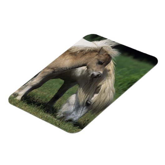 Miniatuur Mare & Foals 3 Magneet (Linkerzijde)