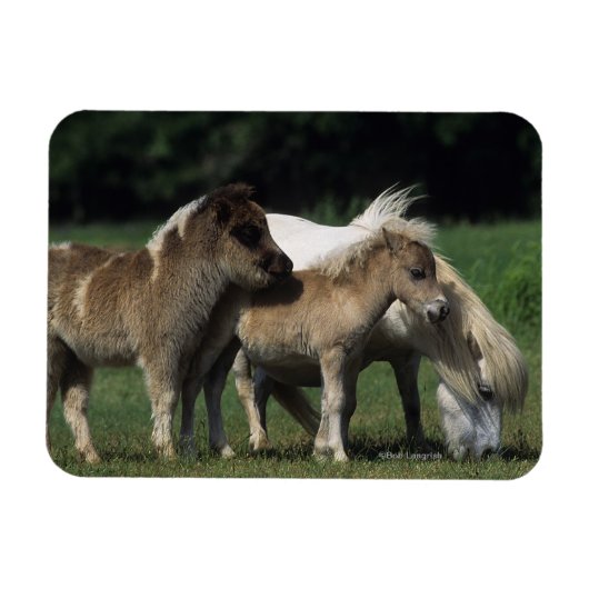 Miniatuur Mare & Foals 3 Magneet (Horizontaal)