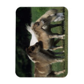 Miniatuur Mare & Foals 3 Magneet (Verticaal)