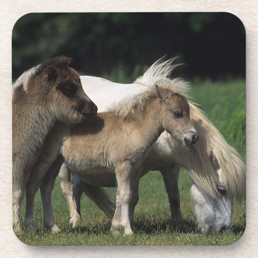 Miniatuur Mare & Foals 3 Onderzetter (Voorkant)