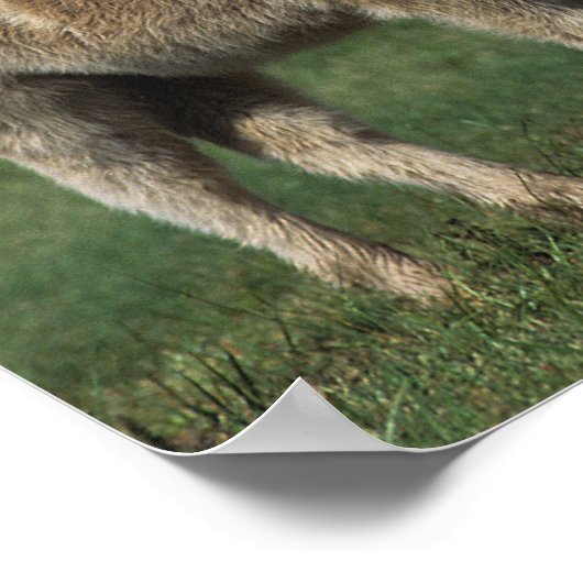 Miniatuur Mare & Foals 3 Poster (Hoek)