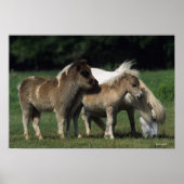 Miniatuur Mare & Foals 3 Poster (Voorkant)