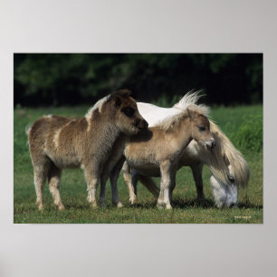 Miniatuur Mare & Foals 3 Poster