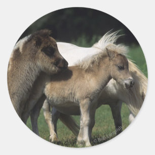Miniatuur Mare & Foals 3 Ronde Sticker